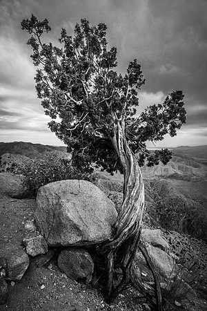 Against All Odds - Joshua Tree National Park