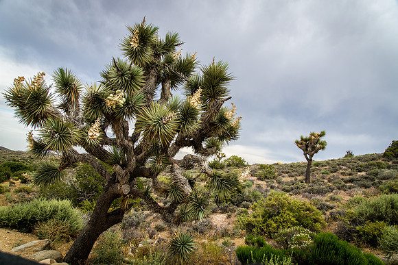 Joshua Tree, California, USA