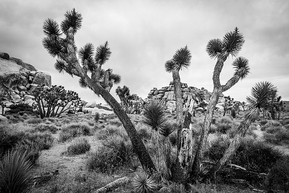 Joshua Tree, California, USA