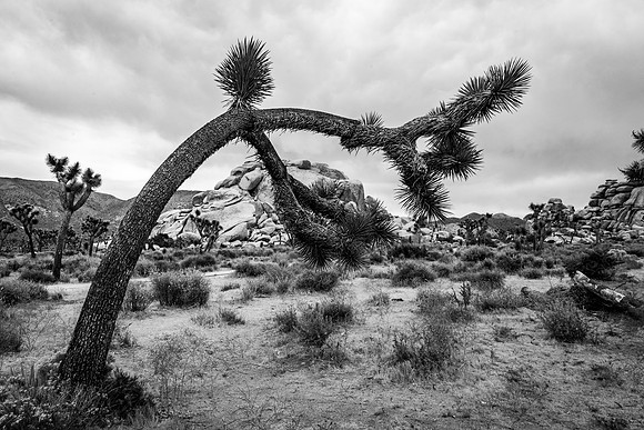 The Sky is the Limit - Joshua Tree, U.S.A.