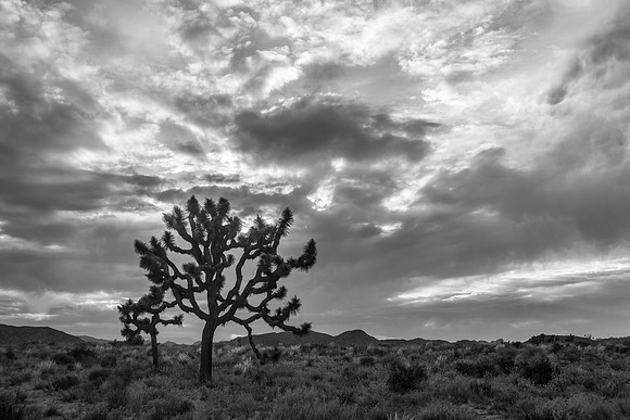 Joshua Tree, California, USA