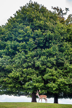 Knole Park, Sevenoaks, UK